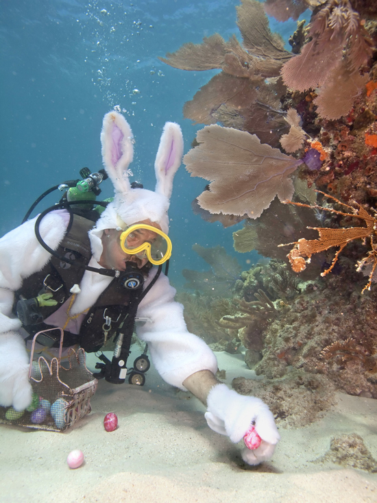 Easter Large Spencer Slate, adorned in an Easter bunny costume, places eggs next to a coral reef Thursday, April 1, 2010, in the Florida Keys National Marine Sanctuary off Key Largo, Fla. Slate's Atlantis Dive Shop is planning an underwater Easter egg hunt Sunday, April 4, as a fundraiser for a local children's charity and he'll submerge again in costume. The eggs are real, with nontoxic coloring, to prevent negative ecological impact. FOR EDITORIAL USE ONLY (Bob Care/Florida Keys News Bureau/HO)