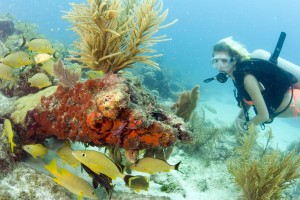 Florida Keys Diving