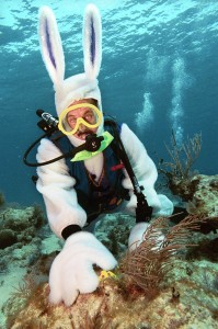 Spencer Slate, owner of the Atlantis Dive Shop in Key Largo, Fla., positions a colored, hard-boiled egg on a dormant rock in the Florida Keys National Marine Sanctuary Saturday, April 10, 2004. Slate donned a rabbit costume and positioned the eggs for an underwater Easter egg hunt for 16 of his customers. (AP Photo/Florida Keys News Bureau, Bob Care)